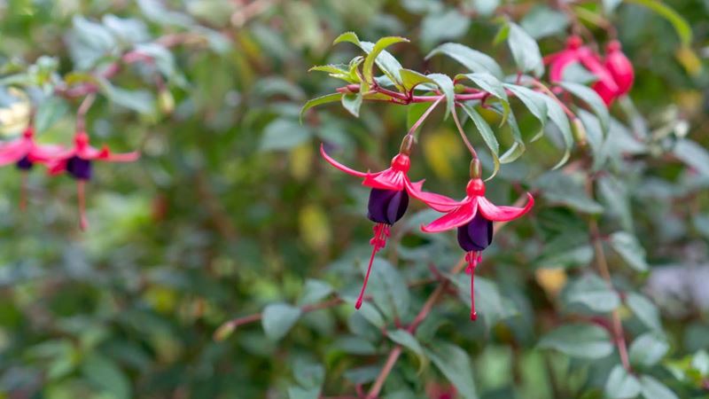 red and purple fuchsias in a garden