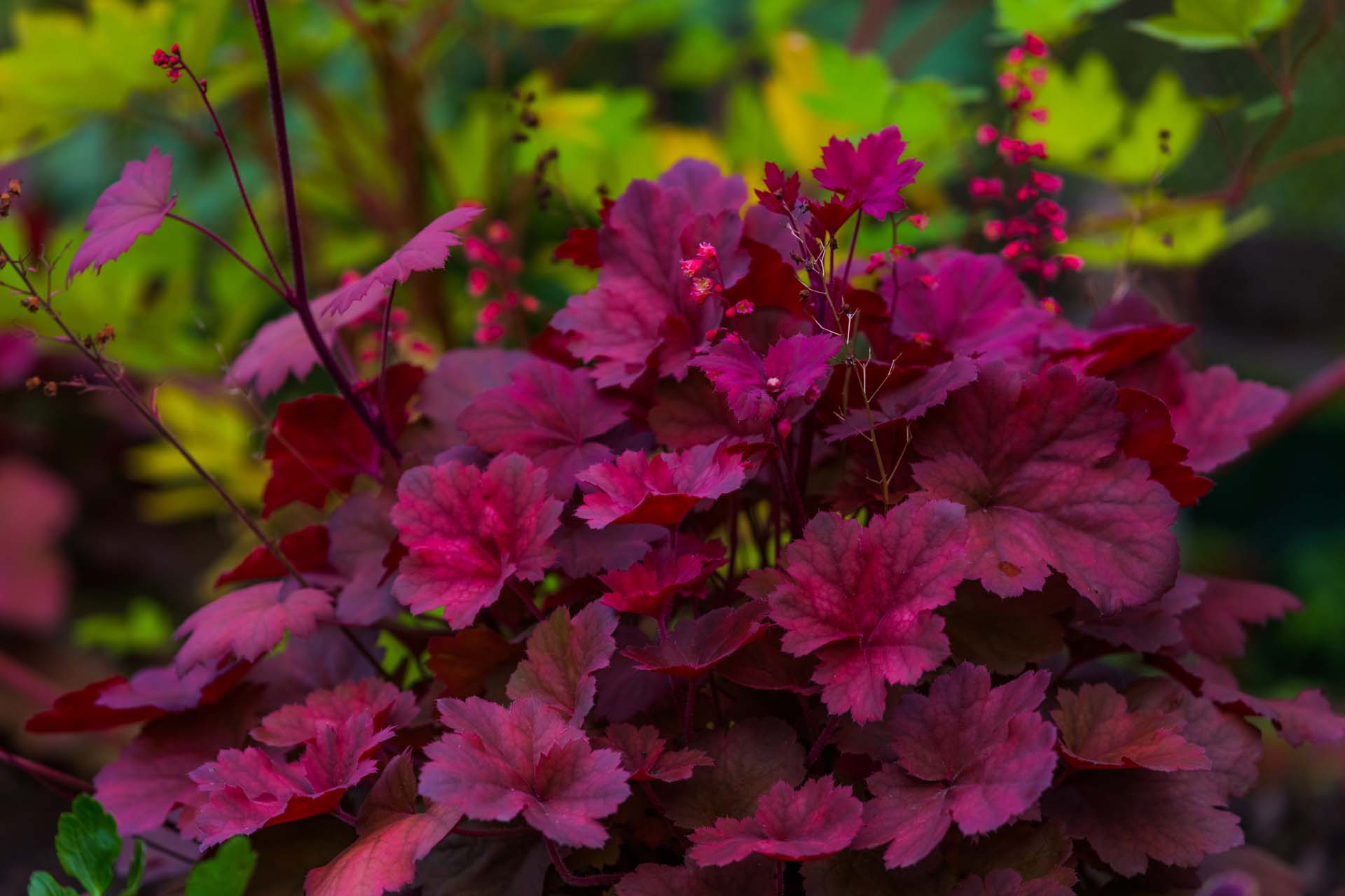 Heuchera's deep red foliage