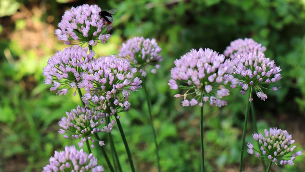 purple allium flowers in a garden