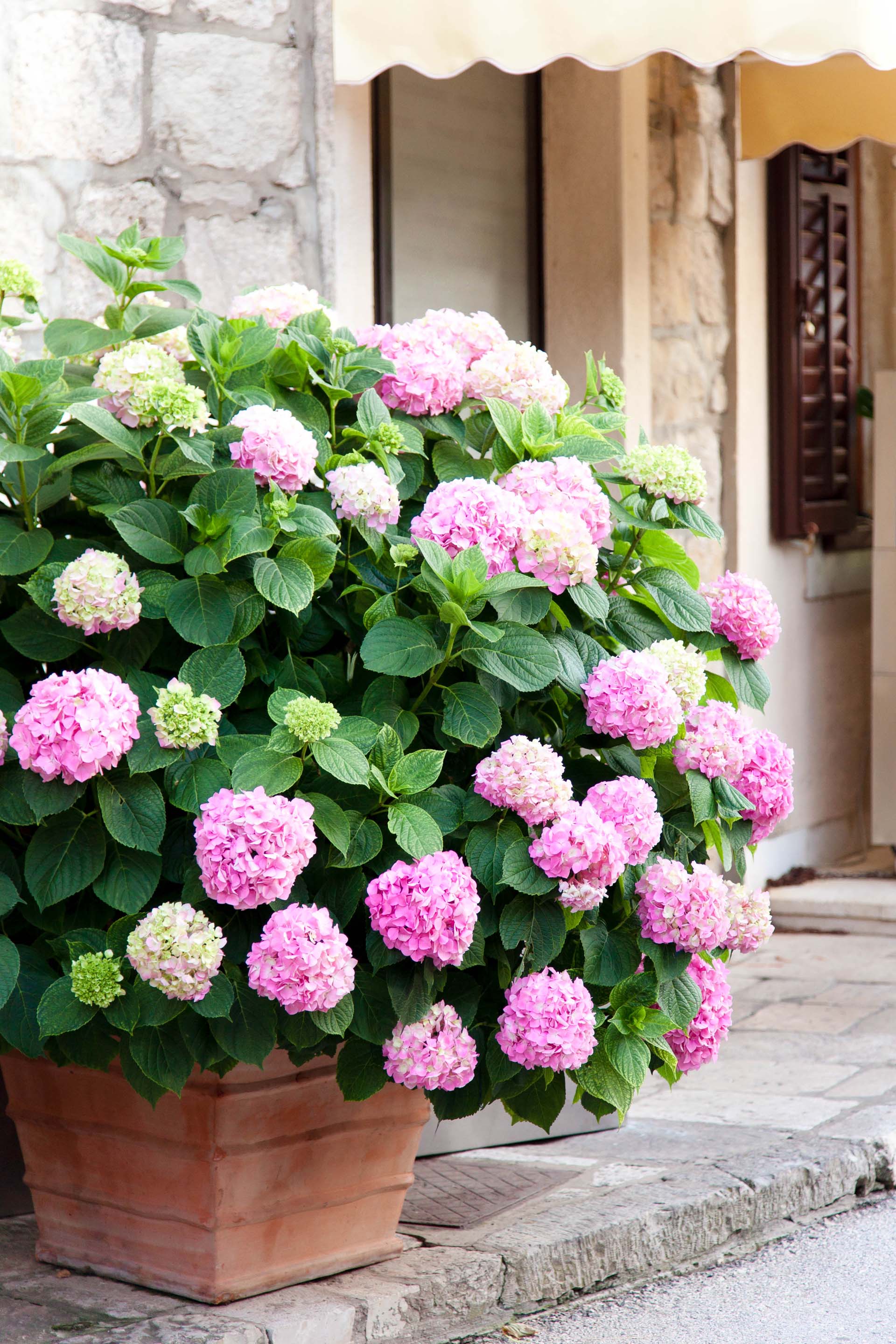 a hydrangea with pink flowers in a pot