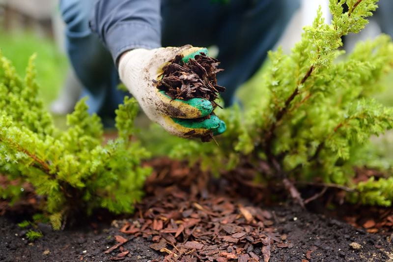 Gardener mulching with pine bark juniper plants in the yard