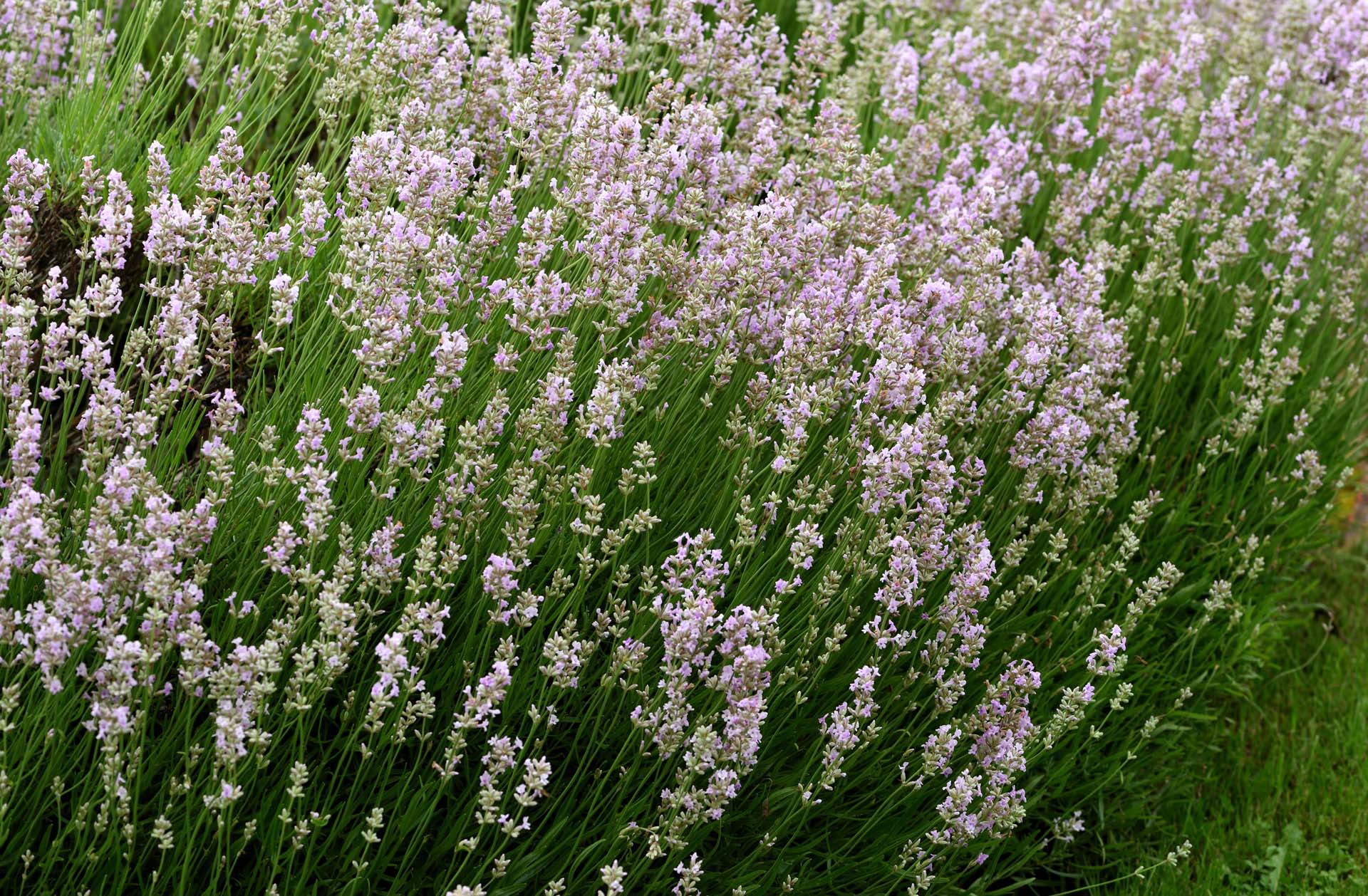 Drifts of Lavandula angustifolia 'Hidcote Pink' add fragrance to a border