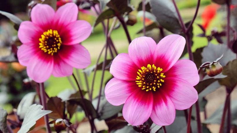 Two pink Dahlia Wishes N Dreams flowers