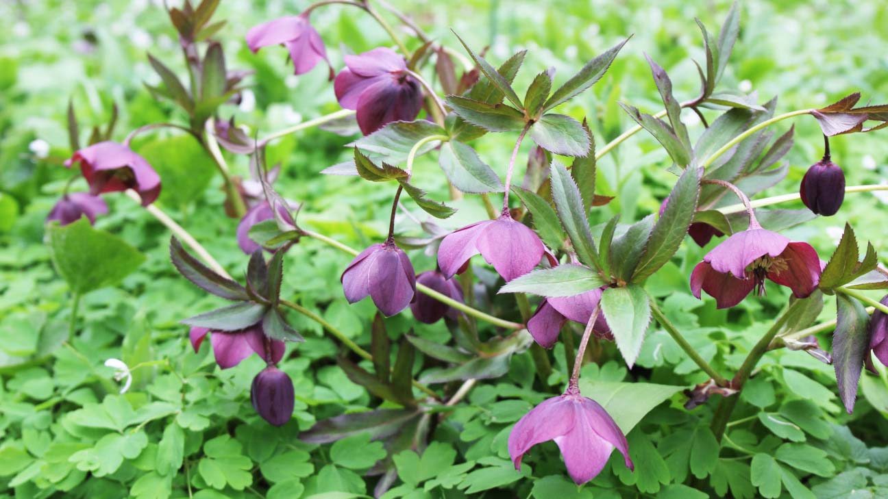 purple hellebore flowers