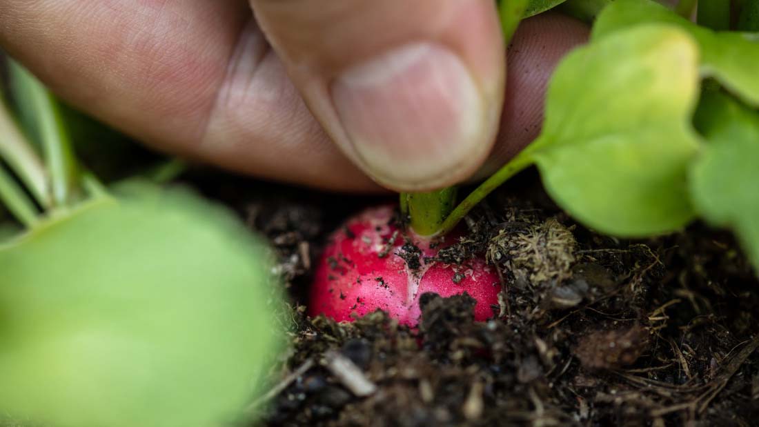 a close up of a radish being pulled from the soil