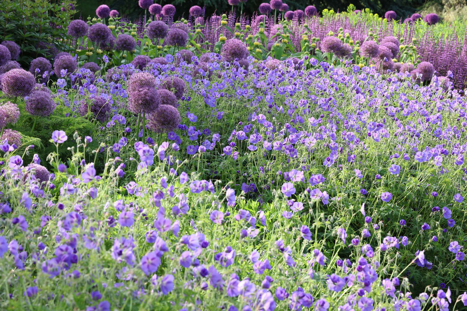 Allium 'Gladiator' among the blue flowering geranium 'Rozanne'