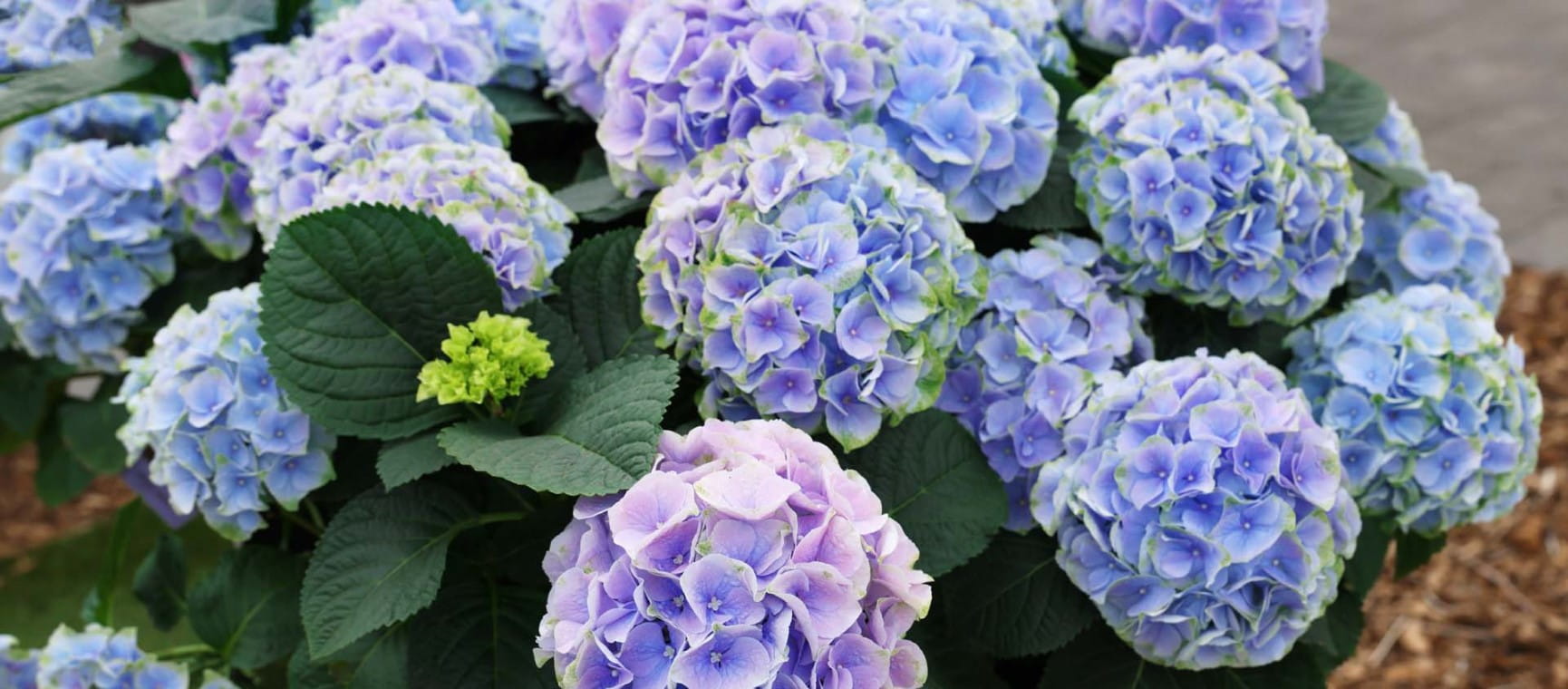 Blue hydrangeas in a pot