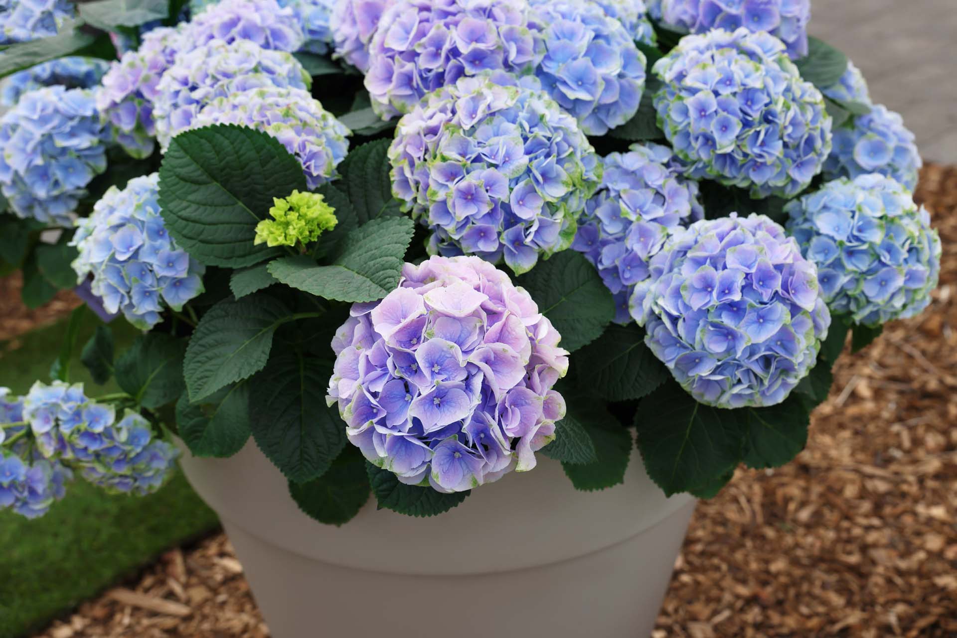 Blue hydrangeas in a pot