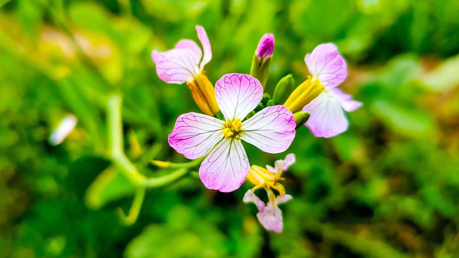 A pink and white radish flower with a yellow centre
