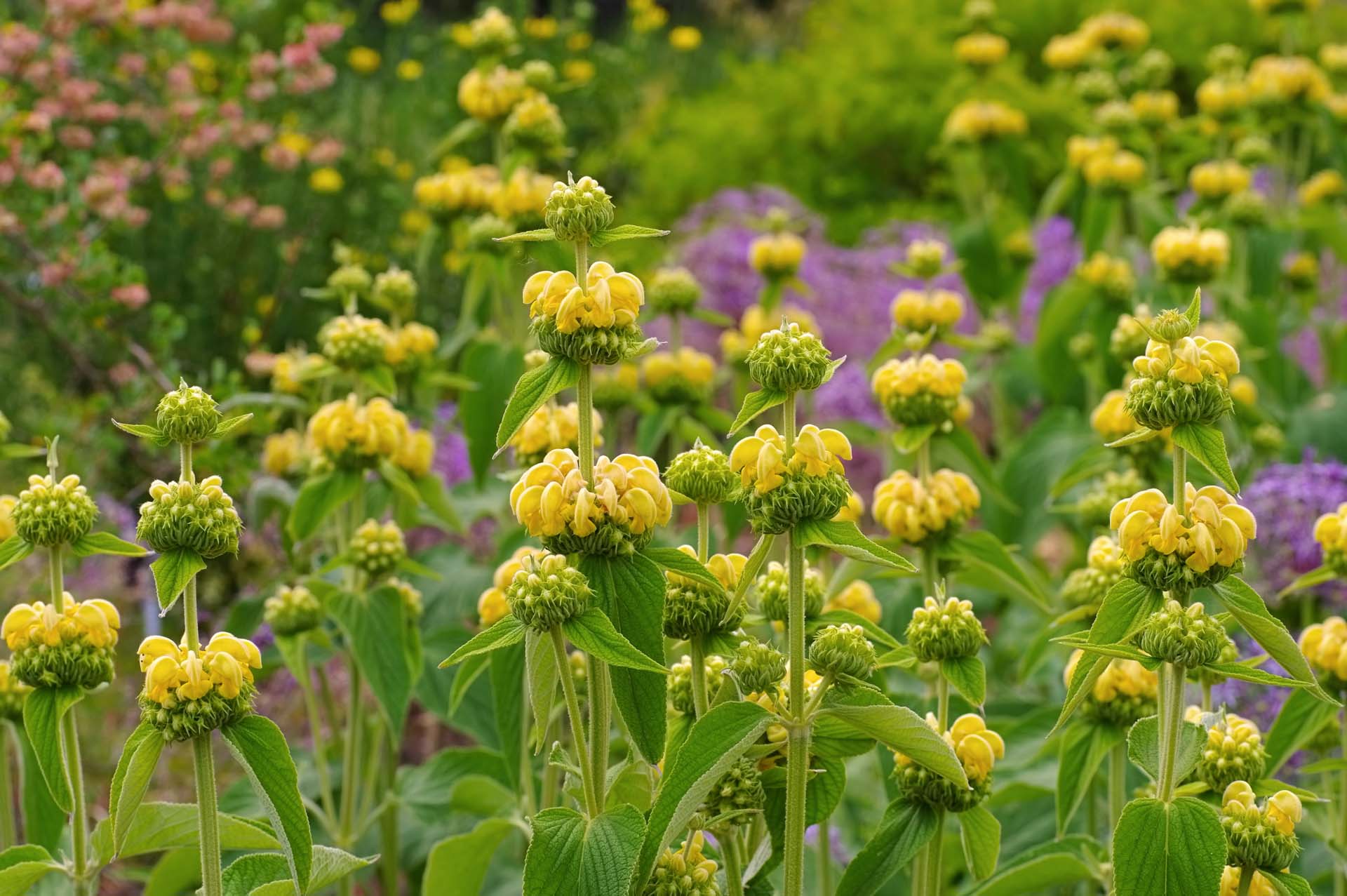 Phlomis with bright yellow flower head