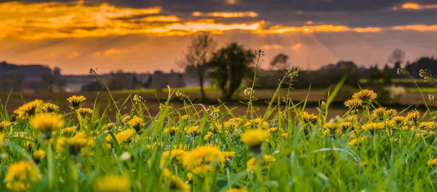dandelions at sunset