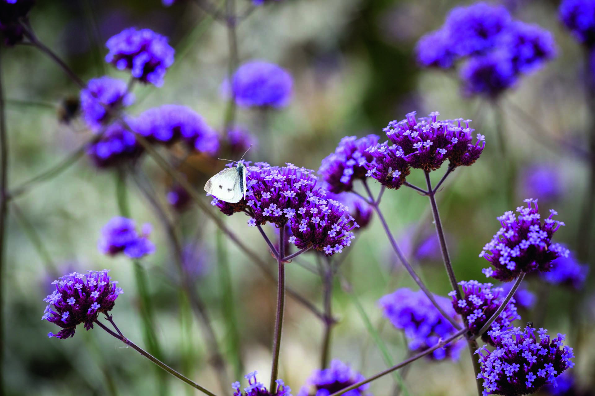 Verbena 