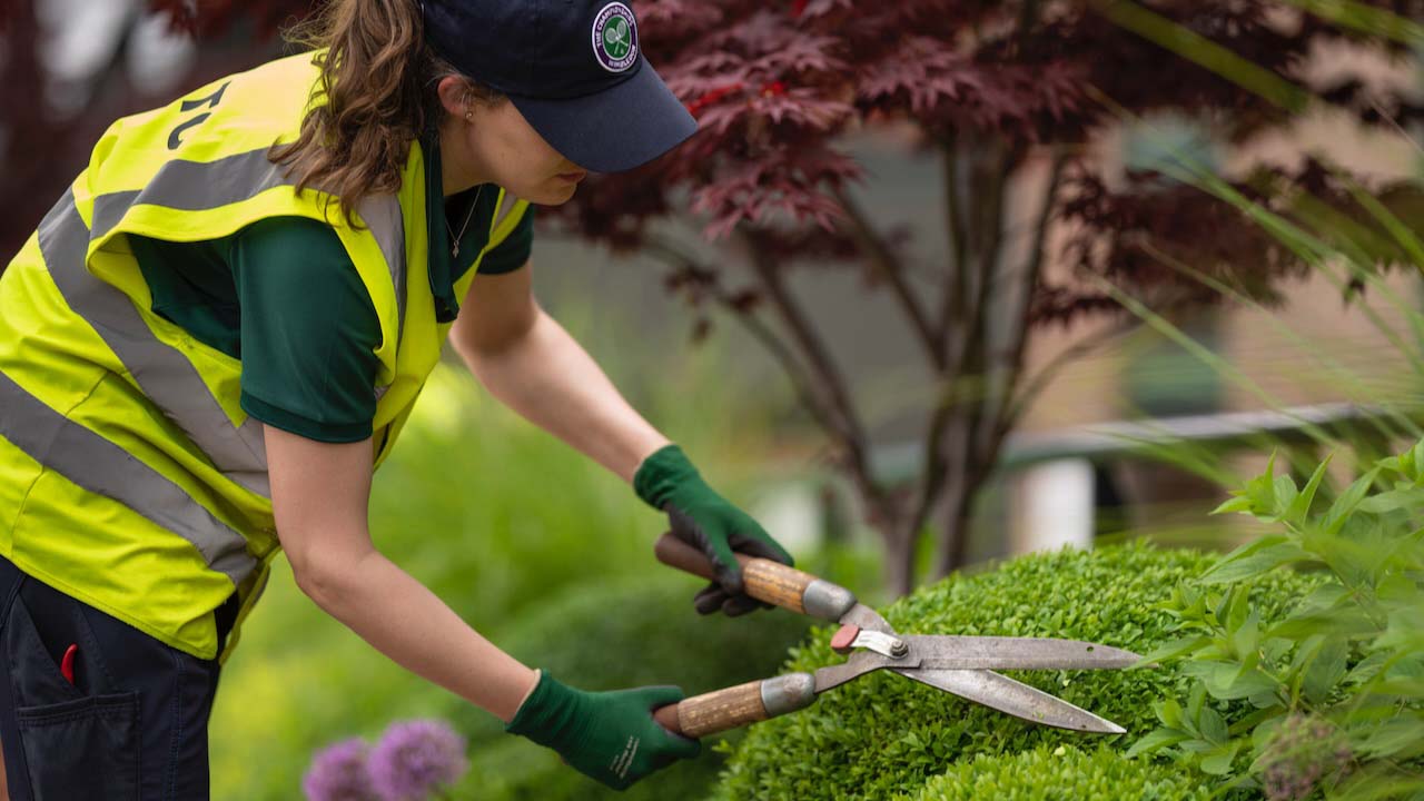 Gardening staff trimming the hedges around the grounds at Wimbledon.