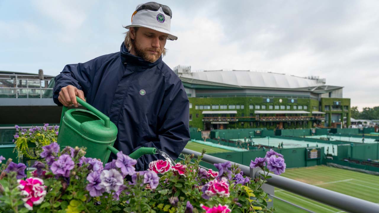 One of the Horticulture team waters planters on the roof of one of the facilities building at Wimbledon