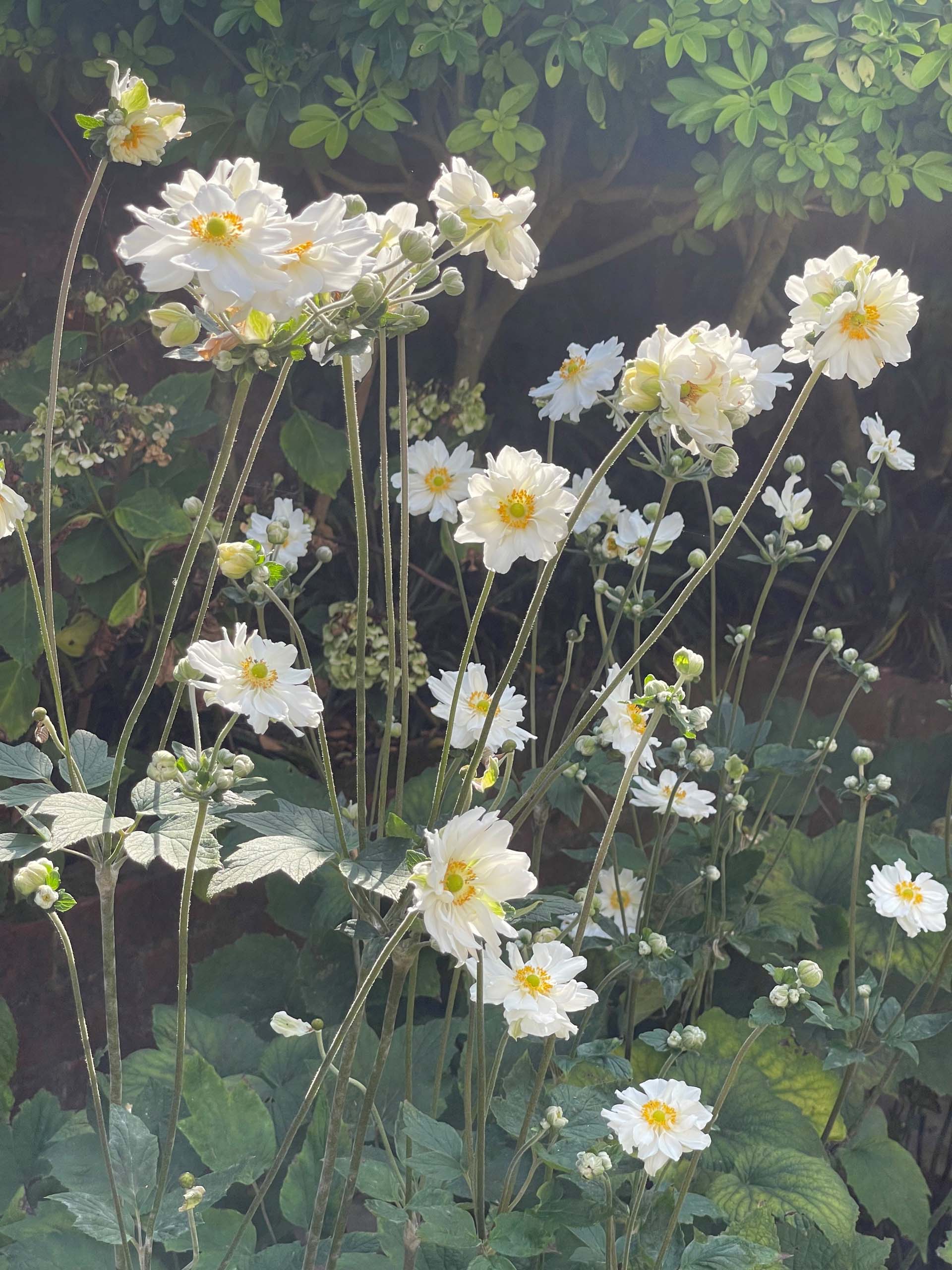 Japanese anemones