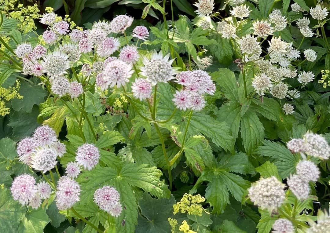 Astrantia