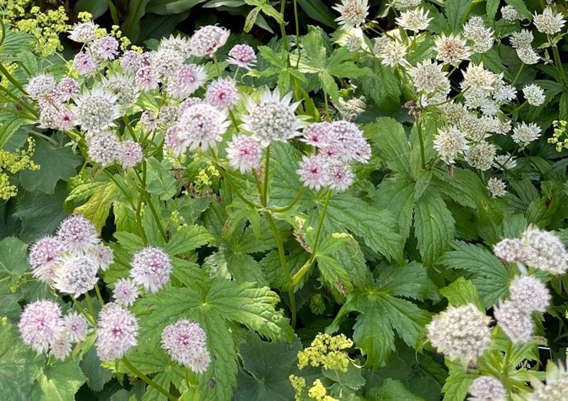 Astrantia