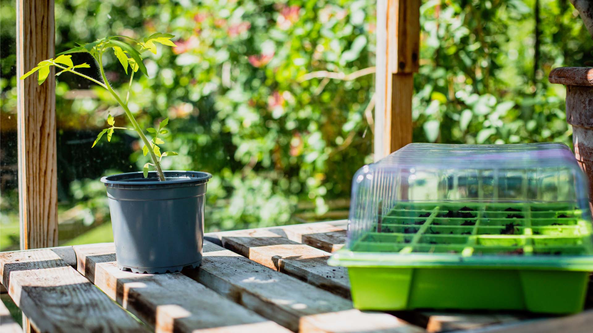 Green seeds tray with transparent lead and plant pot on top of a wood garden work surface