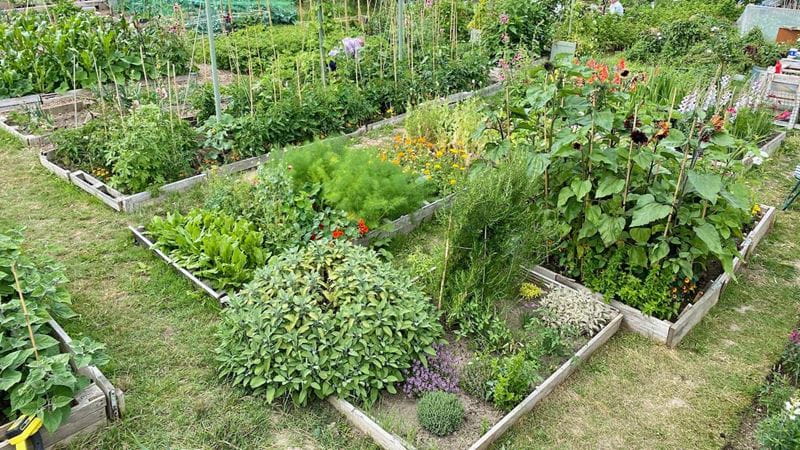 Several raised garden beds with plants in vegetable