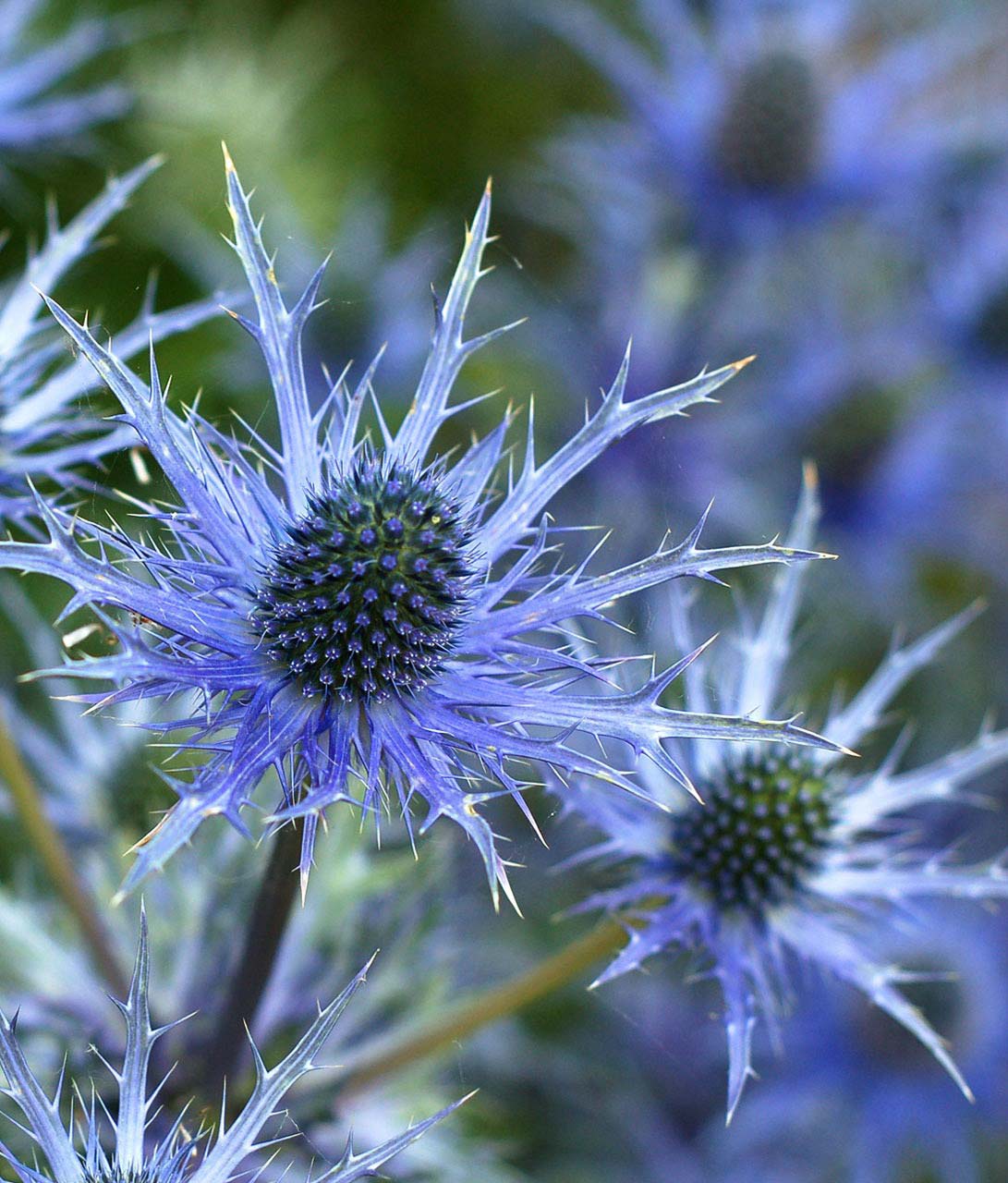 Eryngium 