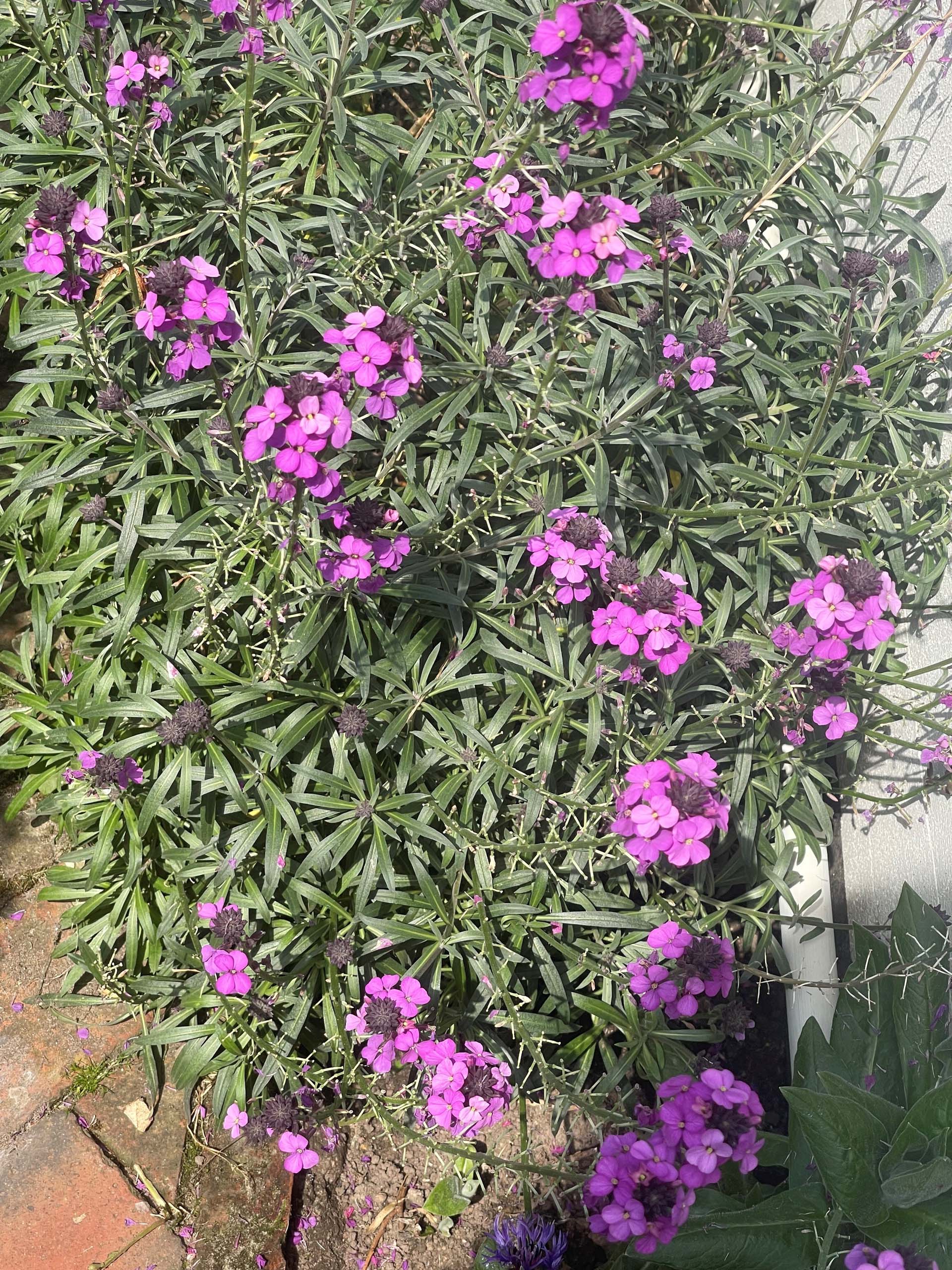 Erysimum 
