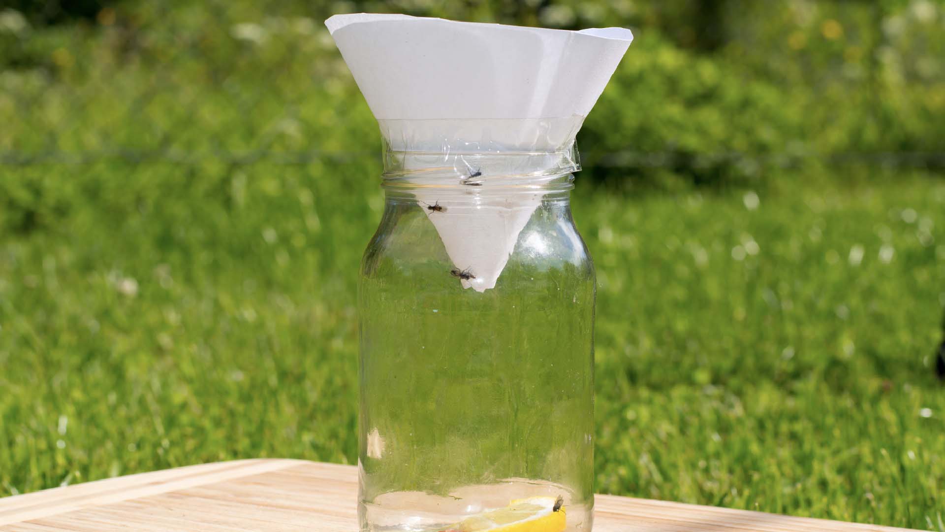 A jar with a cone of paper to funnel flies into the jar