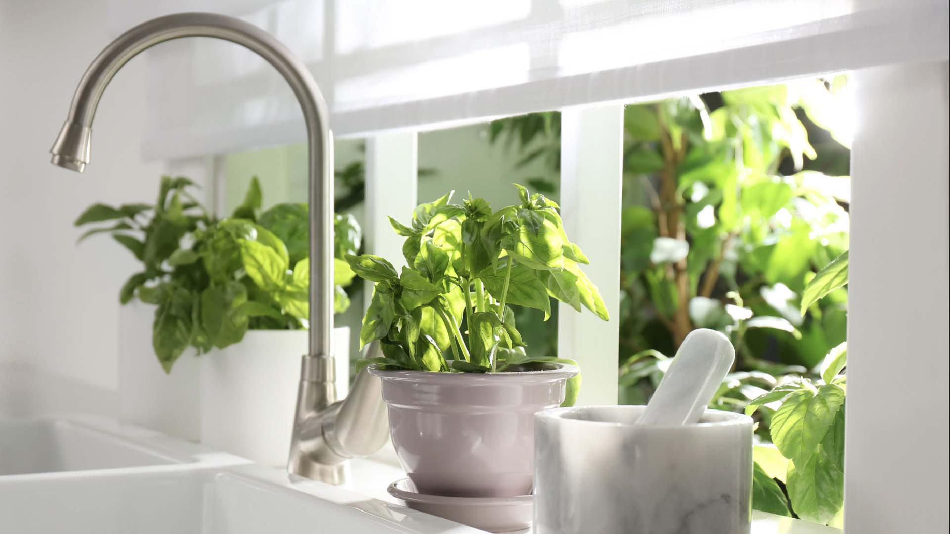 Pots of herbs on a sunny windowsill