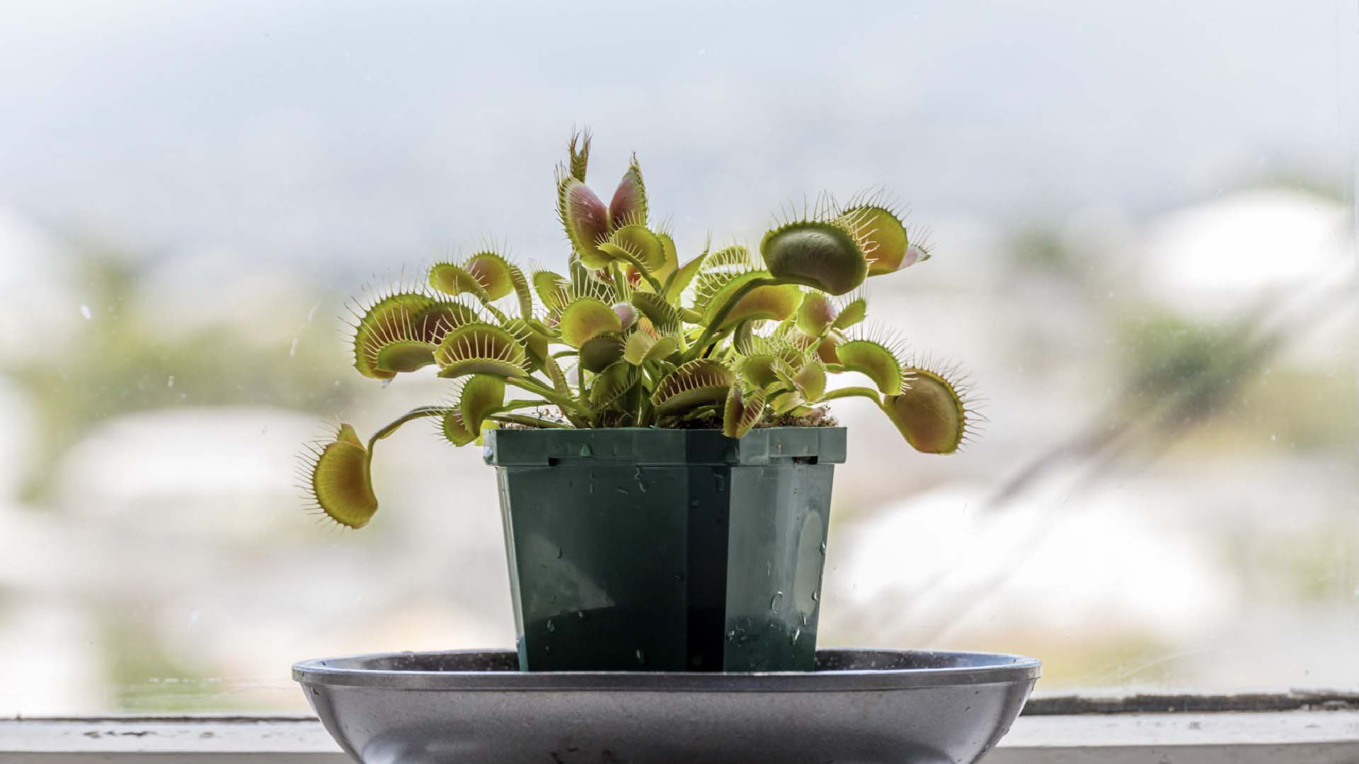 A venus flytrap on a windowsill