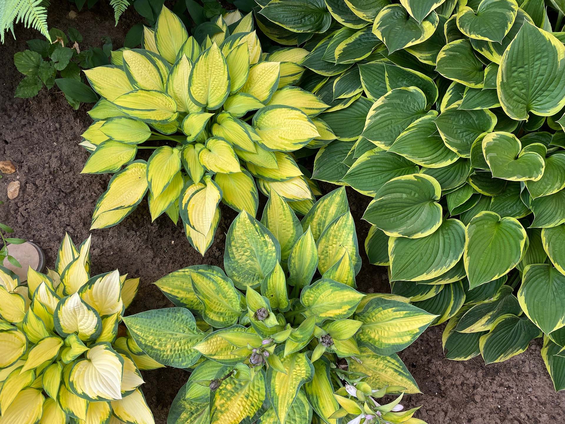 Hosta