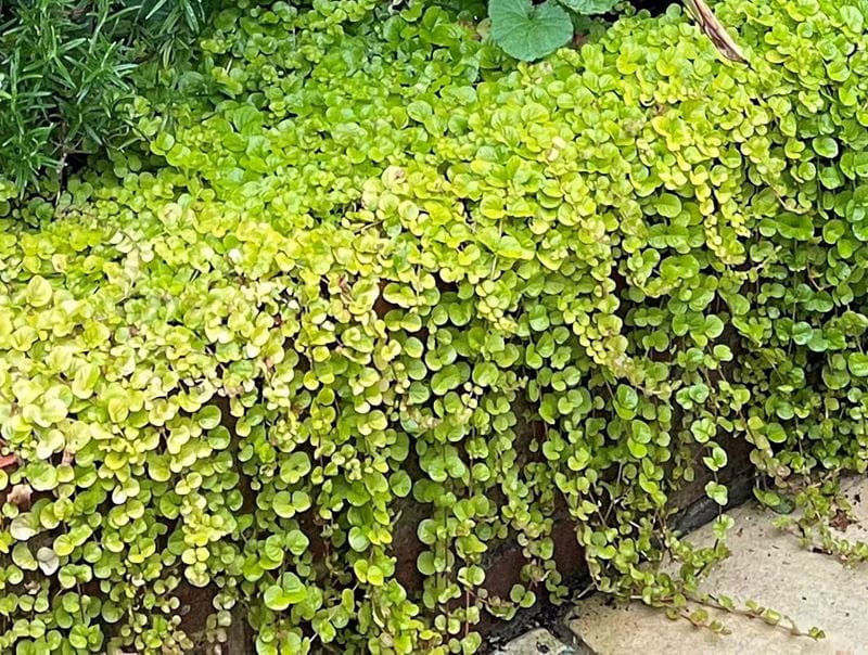 Lysimachia nummularia