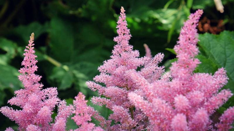 Astilbe