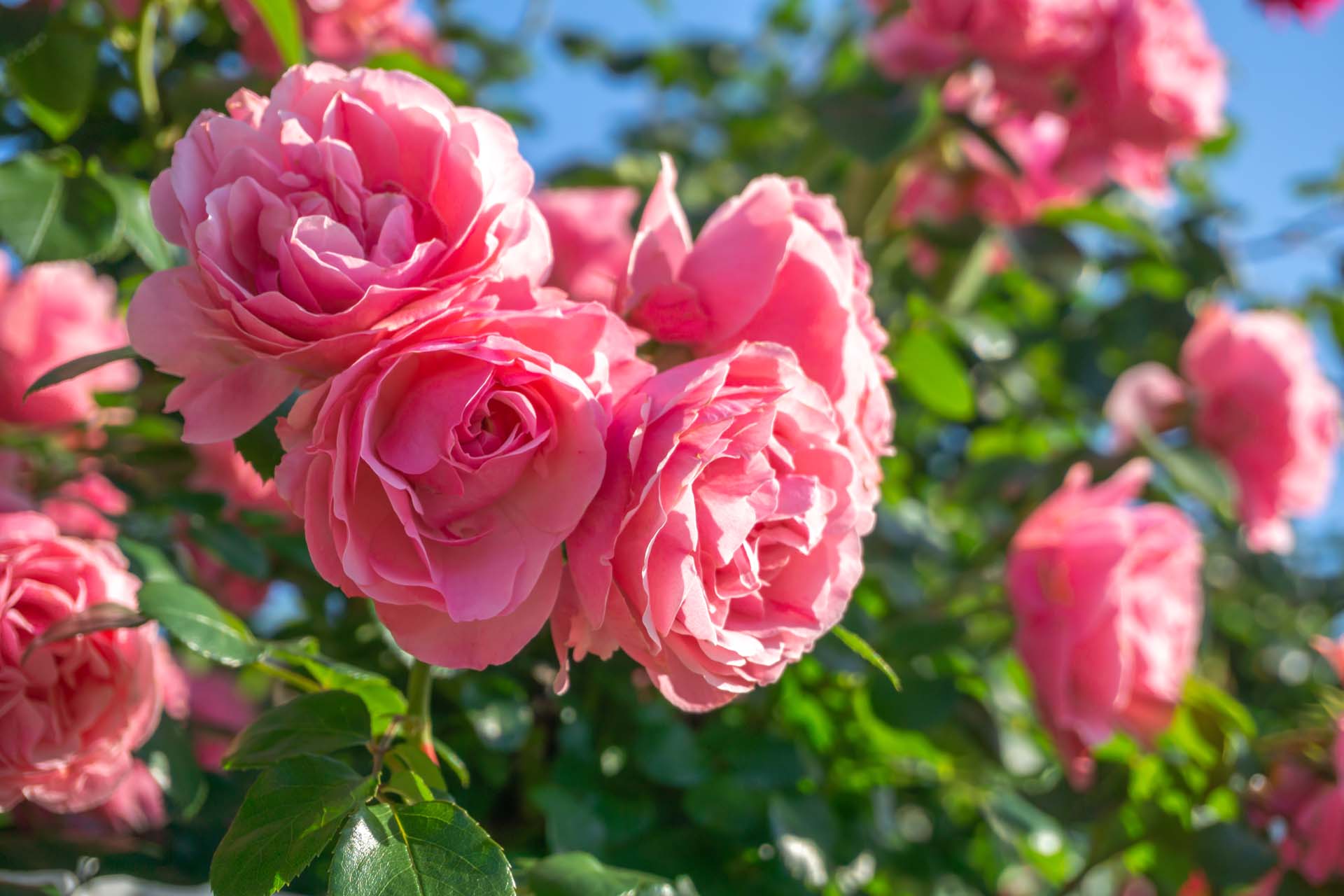 pink roses growing against a blue sky