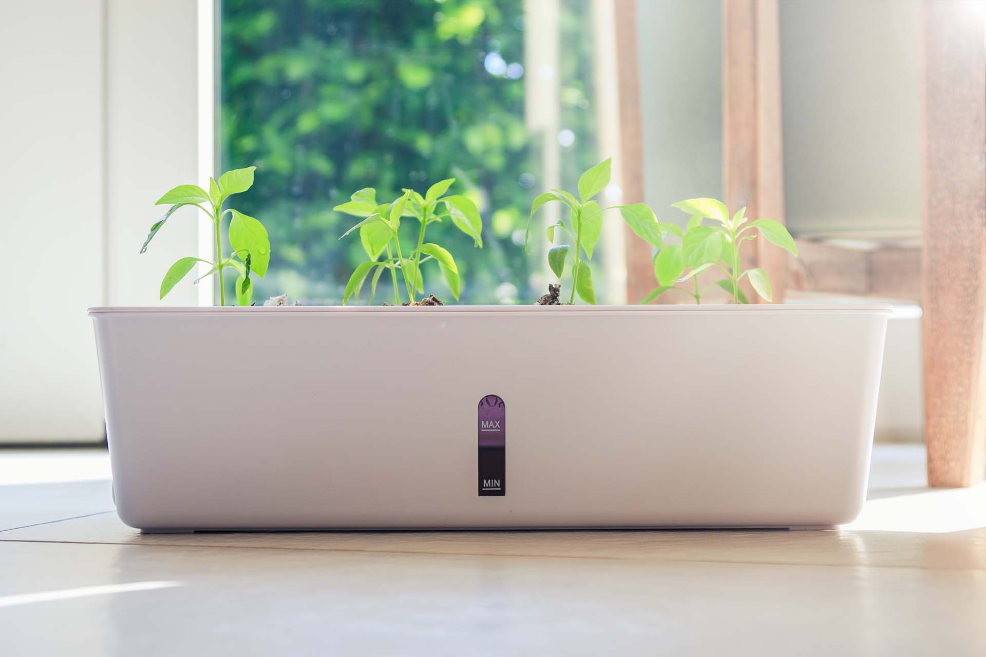 A self watering planter |  Shutterstock/dennispentek 