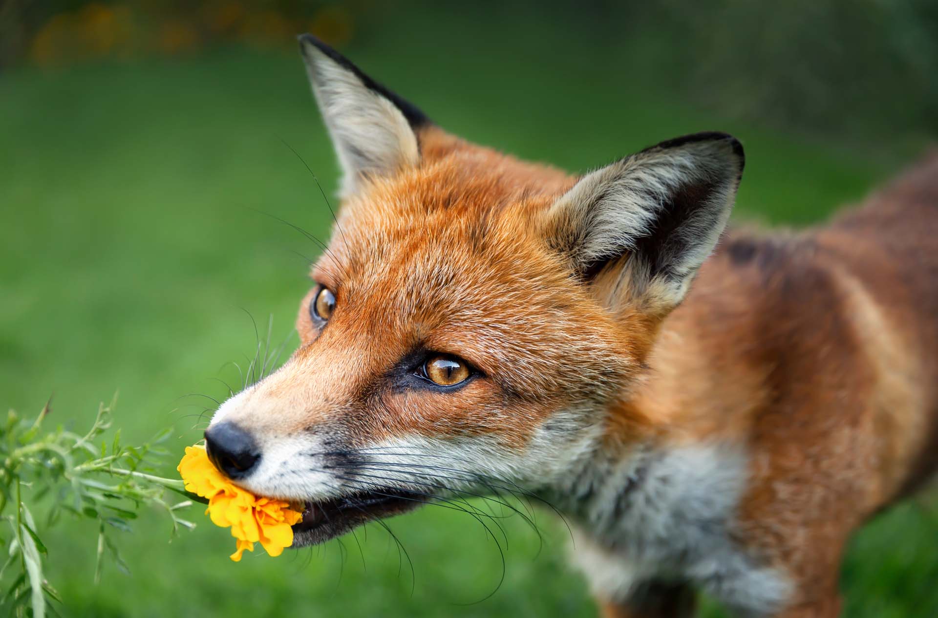 A fox biting an yellow flower
