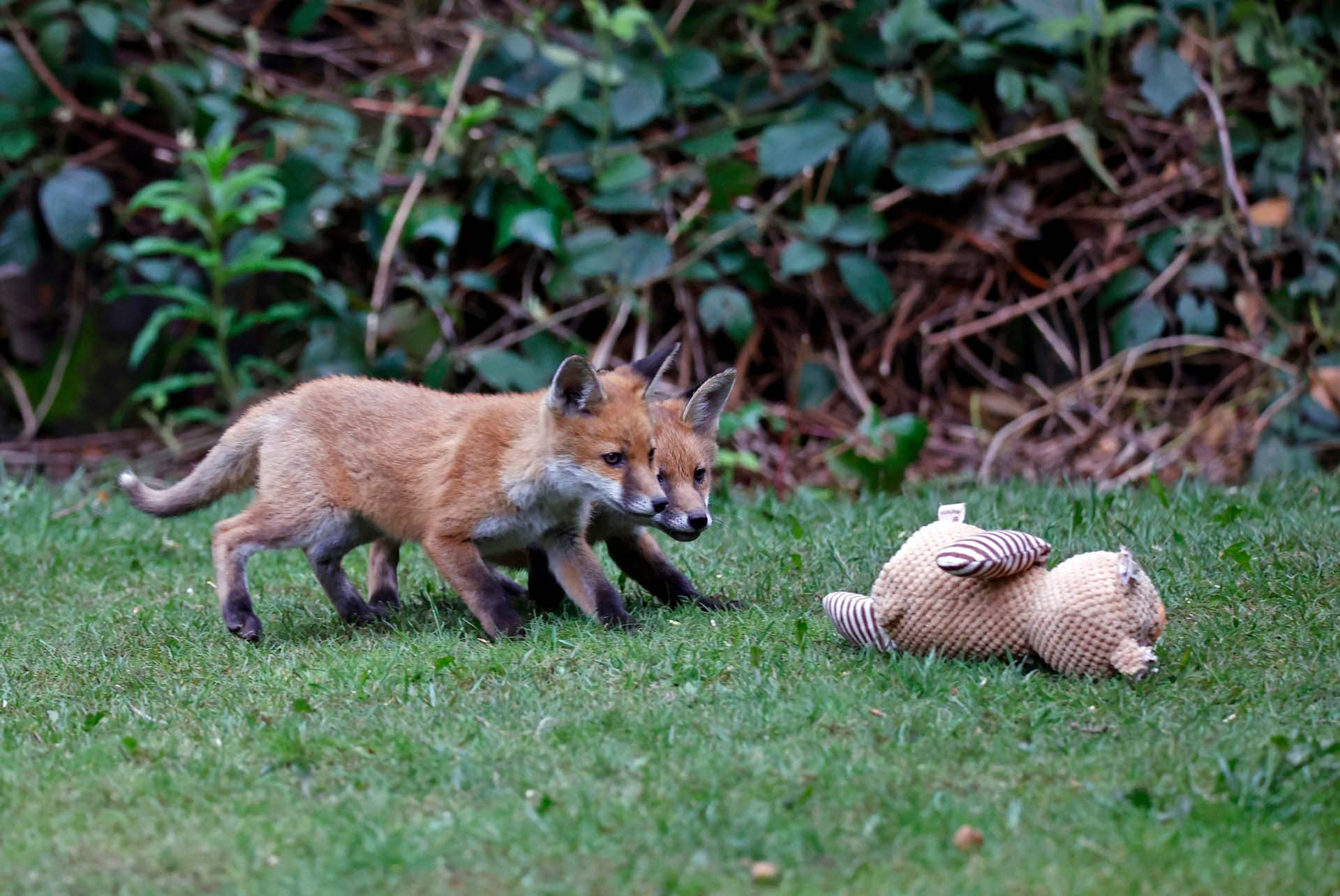 Two fox cubs emerging from den to play in the garden