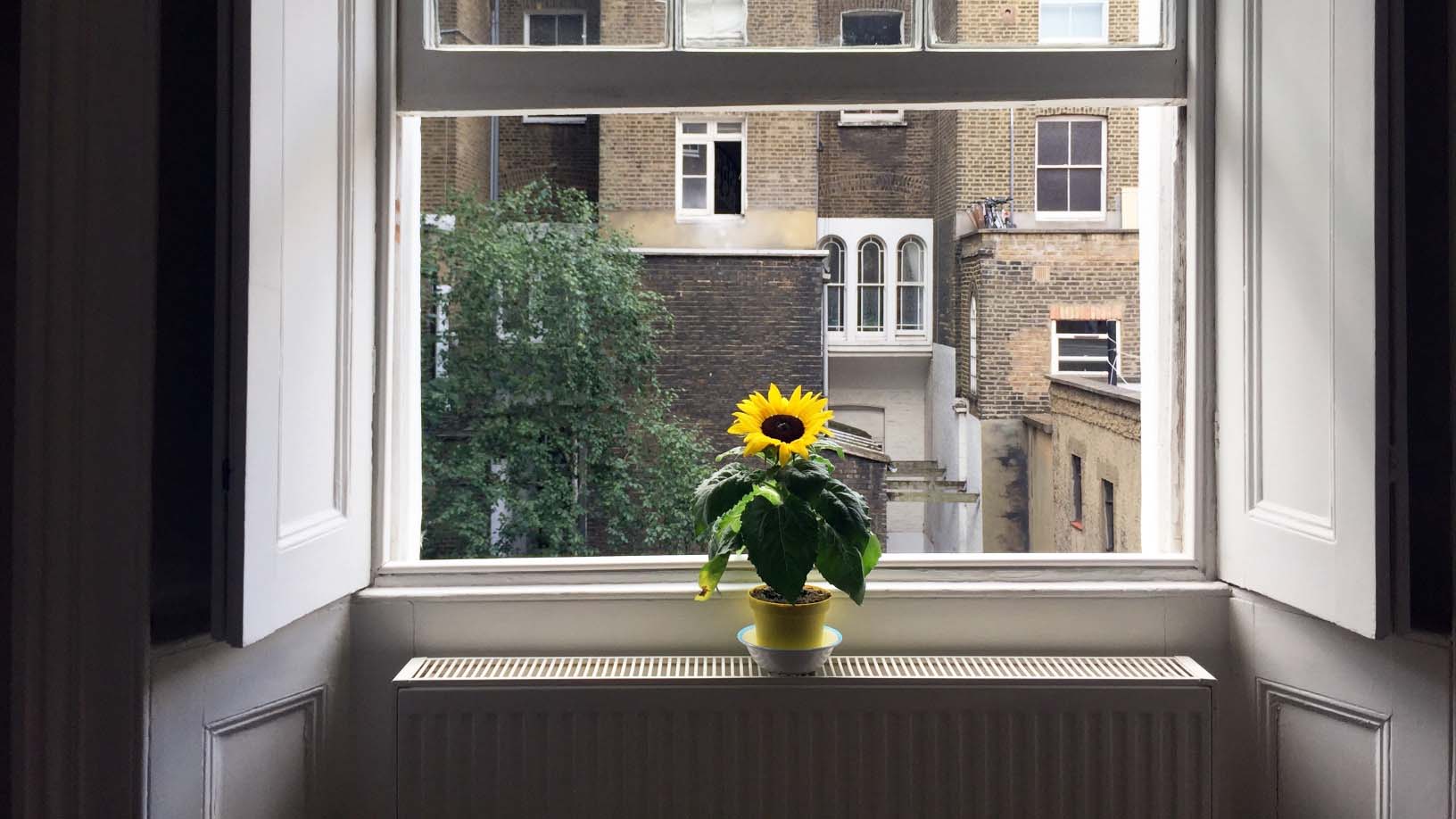 One sunflower in the window at home