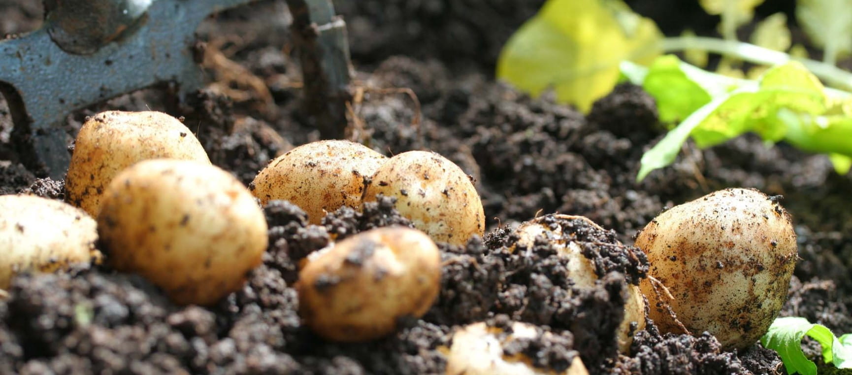 Potatoes being dug out of soil