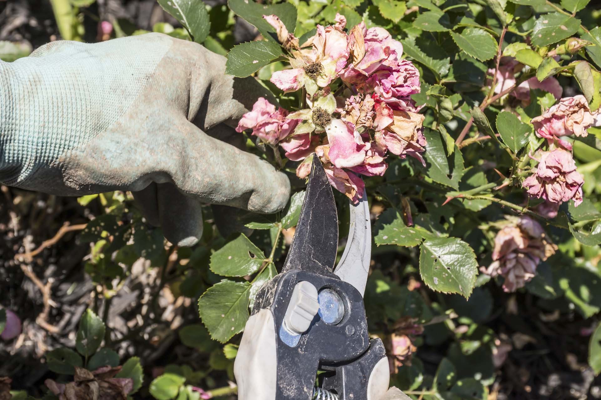 a close up of someone with secateurs deadheading a rose