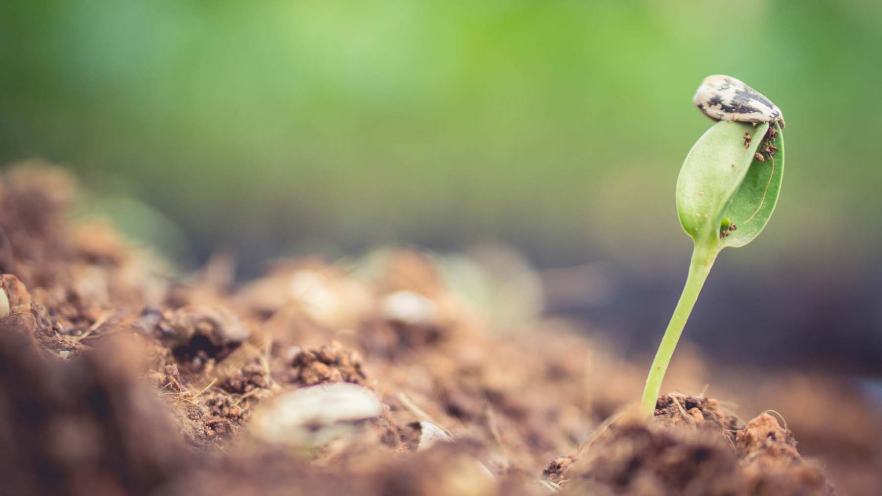 The start of a beautiful sunflower