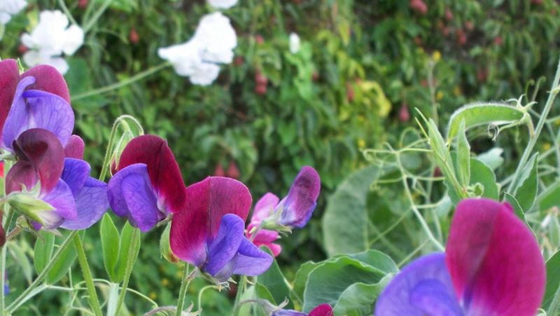 Close up of Sweet peas in the field with some white, purple and lilac flowers