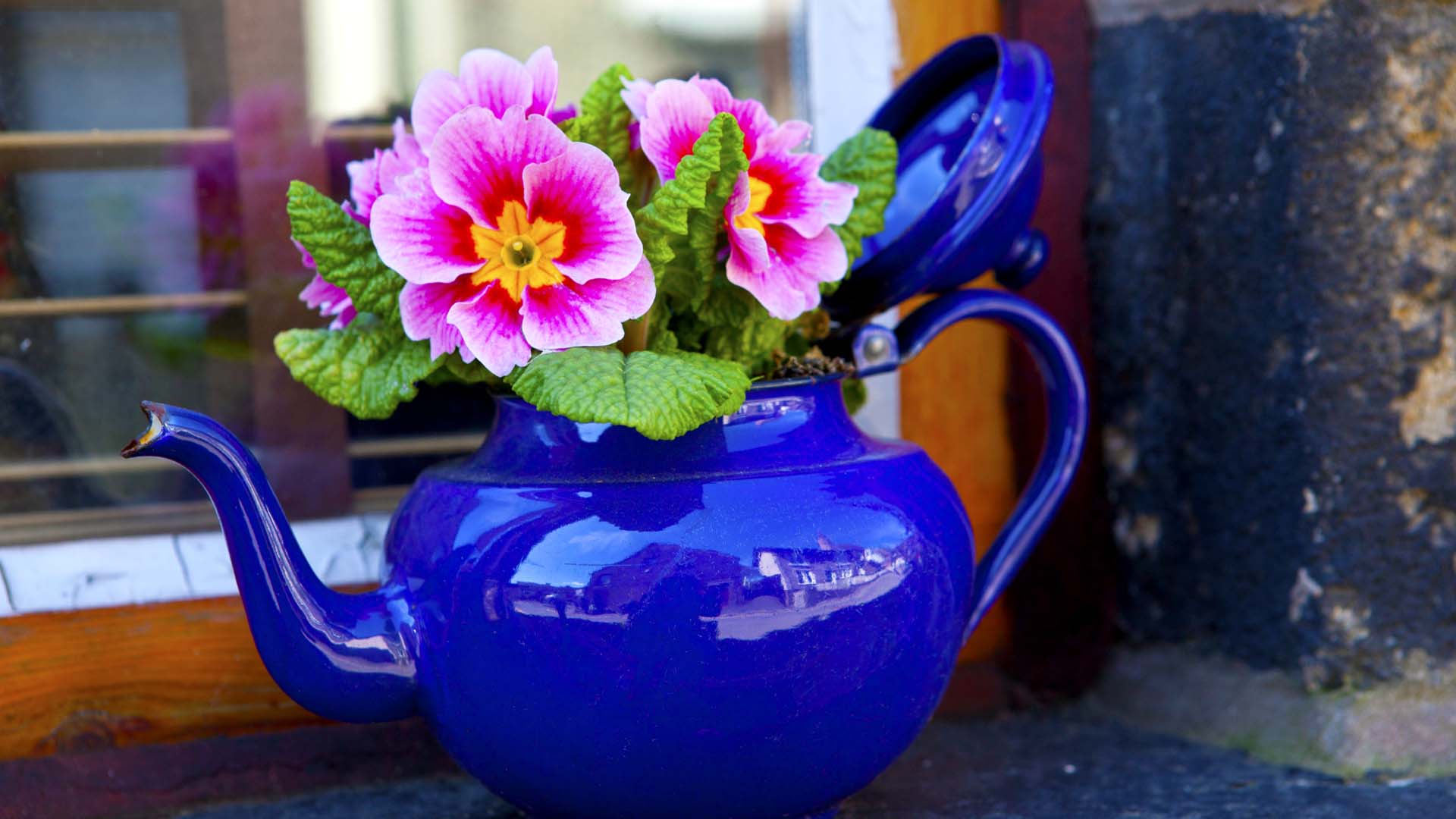 A bright blue tea pot containing pink pansies displayed on a window sill