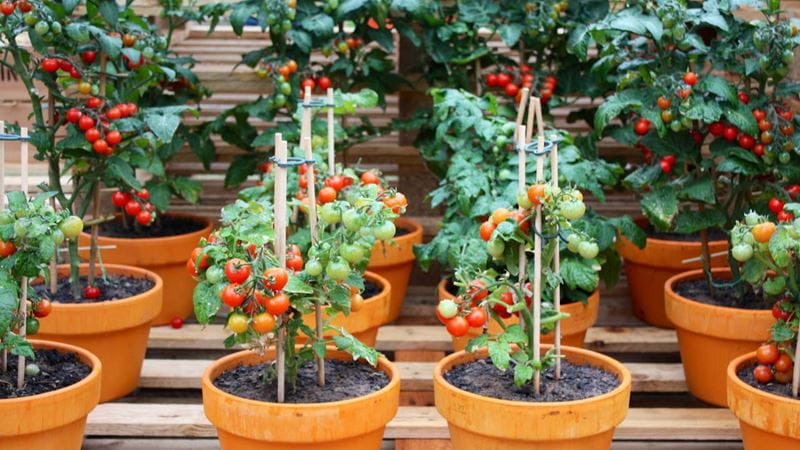 Several small tomato plants in orange pots arranged on wooden strips to facilitate drainage of excess water