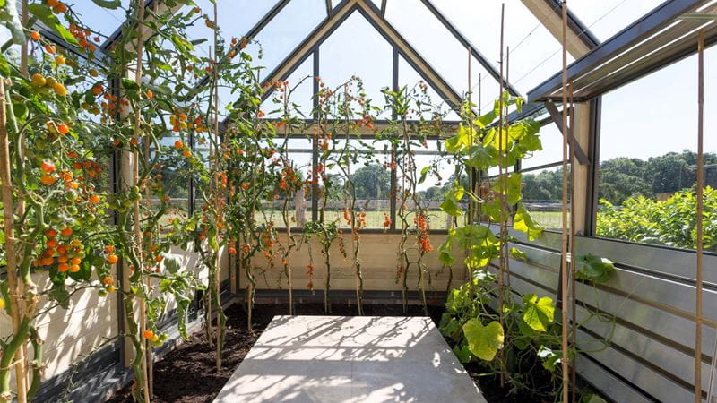 Wood green house with tomatoes  in a grass field