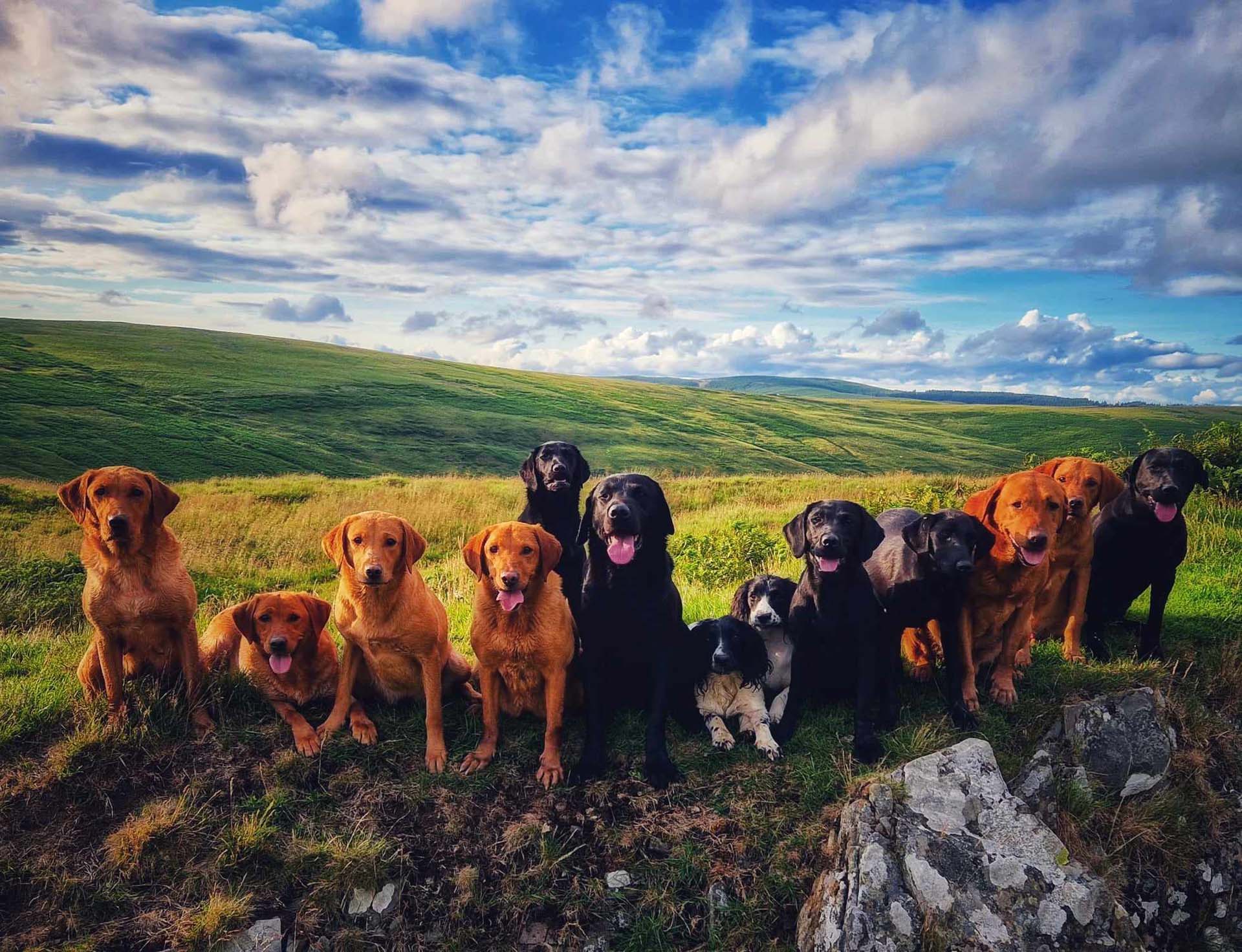 A line of golden and black dogs sitting on the grass in front of a sweeping countryside vista on a sunny day, with blue sky and some clouds above