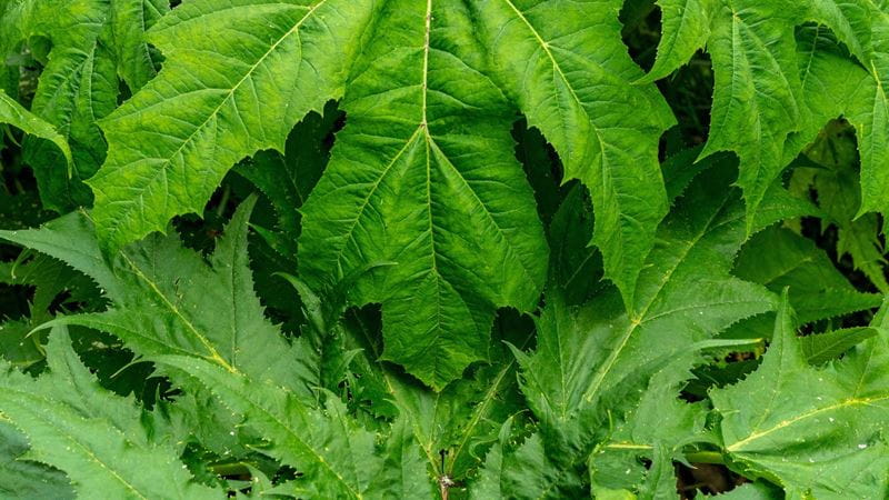 a close up of giant hogweed leaves