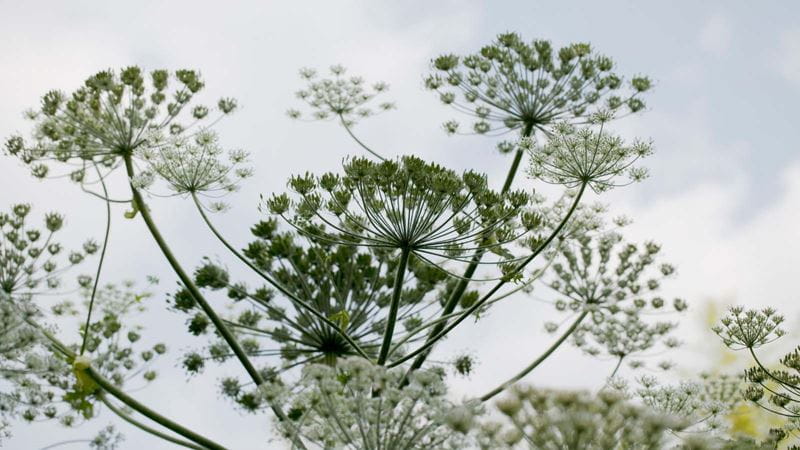 The white flowerheads of giant hogweed