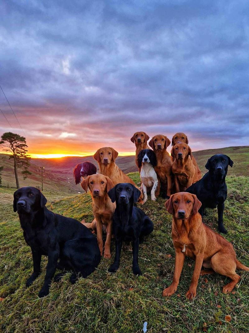 A group of golden and black Labradors and working cocker spaniels sitting in front of a sweeping countryside vista with the sun setting behind the hills