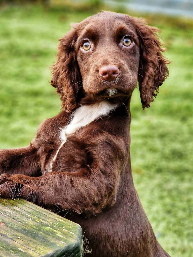 A chocolate working cocker spaniel puppy standing on its hind legs
