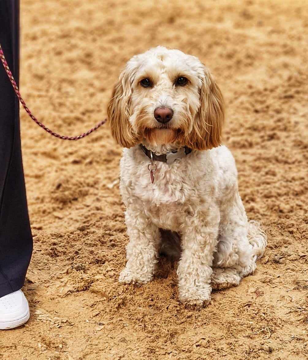 A dog on a lead sitting next to its owner
