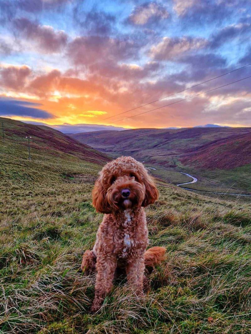 A golden Labradoodle sitting in front of a sweeping countryside vista with the sun setting behind the hills
